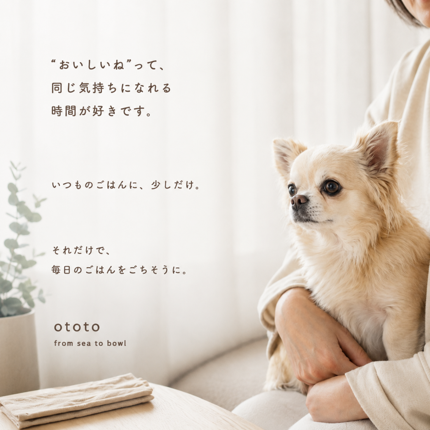 ototo カツオ 300g ＜100g×3パック入り＞
